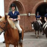 Horses