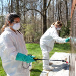 Historic Preservation students work on cleaning the Frank Lloyd Wright designed Pope Leighey house, Saturday April 11, 2015. (Photo by Norm Shafer).