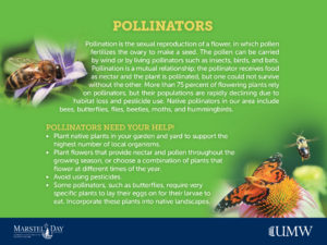 UMW senior Maggie Magliato created the pollinator walk, a series of five signs along Campus Walk.