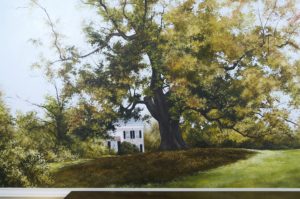 The historic Brompton Oak is among campus trees being studied by UMW biology students.