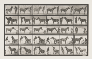 Eadweard Muybridge photo