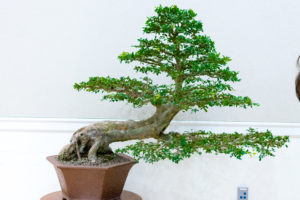 A bonsai presentation in Mary Washington's Lee Hall last week served as an introduction to the new Zen garden by Trinkle Hall. Photo by Jarred Cannon.