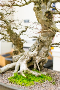 A bonsai presentation in Mary Washington's Lee Hall last week served as an introduction to the new Zen garden by Trinkle Hall. Photo by Jarred Cannon.