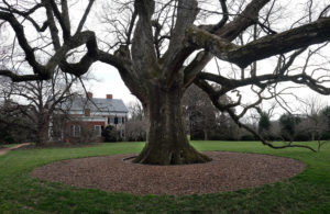 The massive Brompton Oak, located at the home occupied by UMW President Troy Paino, is among the trees that have been measured and catalogued for biology professor Alan Griffith's tree-mapping project. Photo by Norm Shafer.