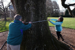 UMW senior Elizabeth Pena helps Griffith measure the circumference of the Brompton Oak. Photo by Norm Shafer.