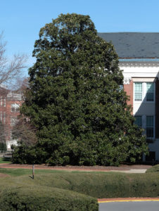 Mary Washington's Fredericksburg Campus is home to nearly 1,000 trees. Biology professor Alan Griffith is heading a project to map and measure them all. Photo by Norm Shafer.