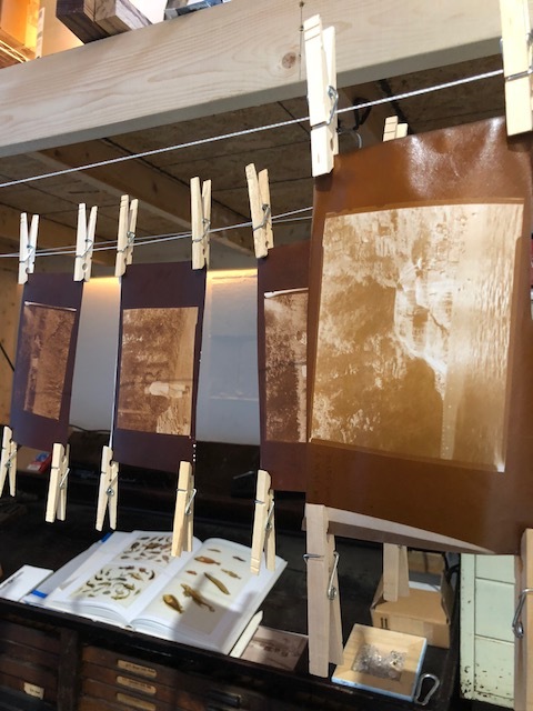 Albumen prints hang to dry.