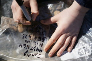 Each artifact uncovered during the spring break dig needed to be washed and labeled. Photo by Suzanne Carr Rossi.