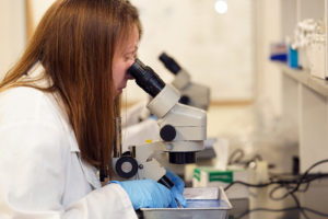 Delapenha's lab partner, Meghan McLees, also a Jepson Scholar, examines the DNA of an invasive insect. Young scientists particpating in the Jepson Scholars program get a headstart on important research during the summer, thanks to the five-week Early Active Stem Experience. Photo by Suzanne Carr Rossi.