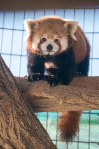 UMW students will soon have the opportunity to study red pandas and other endangered species at the Smithsonian Conservation Biology Institute in Front Royal, Virginia. Photo by Evan Cantwell/George Mason University.