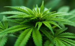 A new UMW survey shows many Virginians favor legalizing marijuana.