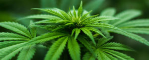 A new UMW survey shows many Virginians favor legalizing marijuana.