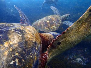 Nikki Maticic swam with giant tortoises during her study abroad trip to the Galápagos Islands. Photo by Nikki Maticic.