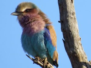 A lilac breasted roller in the Galápagos Islands. Photo by Nikki Maticic.