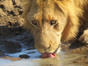 A lion drinking at a watering hole in South Africa. Maticic spent a month there during summer break from UMW. Photo by Nikki Maticic.