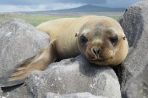 A sea lion in the Galápagos Islands, where Maticic studied sustainability and animal conservation. Photo by Nikki Maticic.