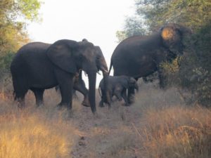 Maticic said listening to elephants, lions and hyenas at night was one of her favorite memories of her study abroad trip to South Africa. Photo by Nikki Maticic.