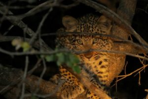 A cheetah crouching in the trees in South Africa. Photo by Nikki Maticic.