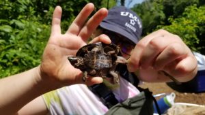 Senior Abigail Conklin conducted field work with Assistant Professor of Biology Brad Lamphere on how temperatures and urbanization impact the sex of turtles.