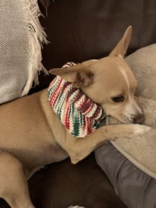 Quarantined students were unable to be with their families over Thanksgiving, so COVID Coordinator Betsy Southern brought her dog, Ollie, and some arts and crafts activities for the students. "I asked for the cheapest knitting needles and yarn," Brian Veranga said. "After meeting Ollie, I decided to use the items to make a scarf for him." Photo courtesy of Betsy Southern.