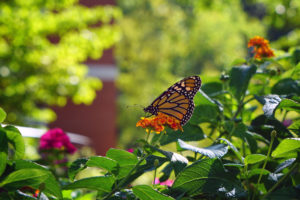 The University of Mary Washington's commitment to sustainability has earned it a spot on the The Princeton Review’s Guide to Green Colleges for 2021. 