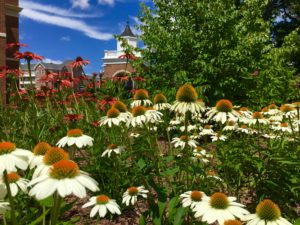 Two pollinator gardens on the Fredericksburg campus showcase indigenous plants that encourage bees, butterflies, hummingbirds and other pollinator insects. Photo courtesy of Holly Chichester.