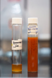 On the left, the Signal One 2.0 beer post-extraction, containing the capsaicin and dihydrocapsaicin with the solid material removed. On the right, the original beer sample that Smith and Ebenki degassed. Photo by Suzanne Carr Rossi.