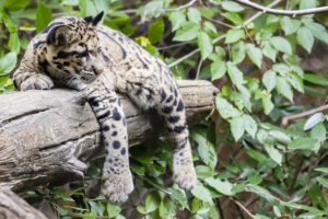 From their residence hall, Ramirez and Lichter can hear wolves, whooping cranes, zebras and clouded leopards like the cub seen here. Photo by Lathan Goumas/George Mason University Office of Communications and Marketing.