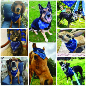 The UMW Alumni Association provided pet bandannas and asked alumni to share photos of their furry friends wearing them on Giving Day. Hundreds of alumni joined the fun by posting photos of their decked-out dogs, cats, horses, rabbits and even a turtle.
