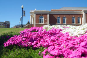 UMW blossoms