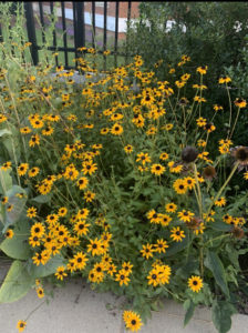 Emma Dabolt found beauty in these Black-eyed Susans from one of UMW's pollinator gardens on campus.