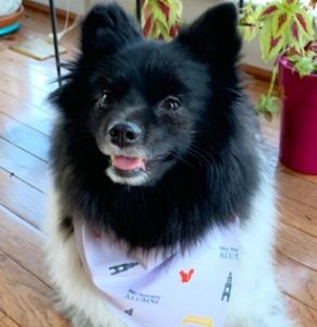 Oreo models UMW's new pet bandana, courtesy of the Mary Washington Alumni Association. Get yours today and tag social media photos of your furry friends with #TogetherUMW and @UMWAlumni.