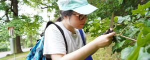 Biology major Tessa Lanzafame inspects a leaf for evidence of insects. She worked with Assistant Professor of Biology Josephine Antwi to learn what herbivorous insects and host plants are present on the UMW campus.