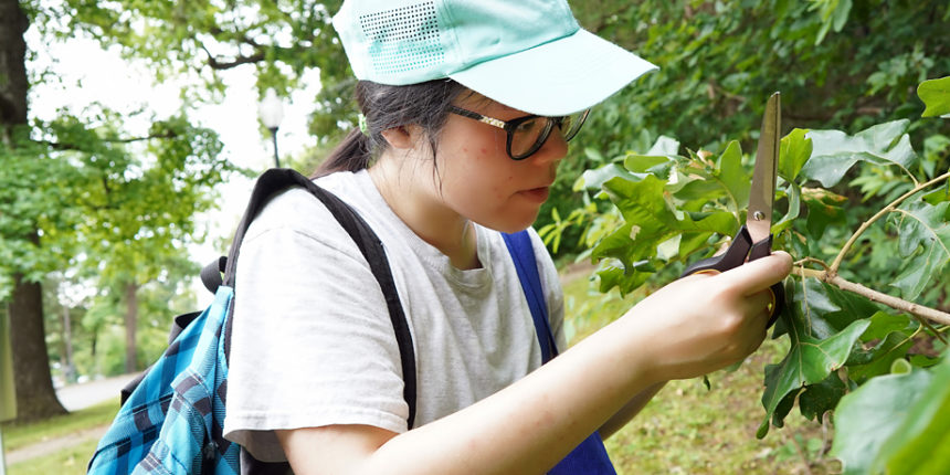 Biology major Tessa Lanzafame inspects a leaf for evidence of insects. She worked with Assistant Professor of Biology Josephine Antwi to learn what herbivorous insects and host plants are present on the UMW campus.