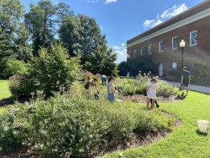 Students help maintain one of UMW's pollinator gardens.
