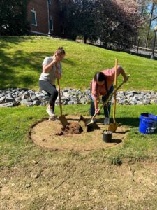 planting a tree