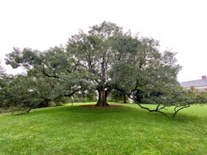 The sprawling Brompton Oak outside the home of UMW President Troy Paino was witness to the infamous Battle of Fredericksburg during the Civil War. Photo by Holly Chichester-Morby.