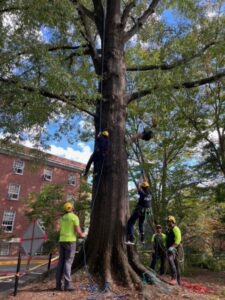 Climbers at Tree Fest '23. Photo by Holly Chichester-Morby.