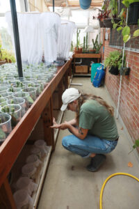 Senior Autumn Pembelton checks on the red milkweed beetles that are part of her Summer Science Institute project. Photo by Karen Pearlman.
