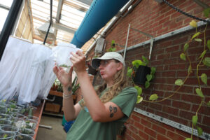 Senior conservation biology major Autumn Pembelton is studying insect behavior and communication as part of Mary Washington's Irene Piscopo Rodgers ’59 Summer Science Institute, now in its 26th year.