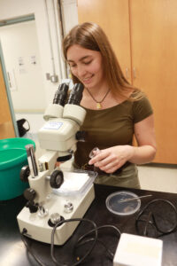 Senior Lillie Burbulis, a biology major and climate science minor, exploring resource allocation in leaf-footed cactus bugs. Photo by Karen Pearlman.