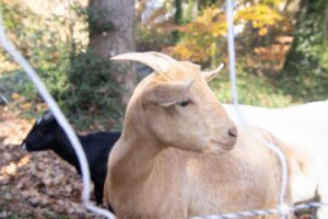 Spectators are asked not to touch or feed the goats on UMW's Fredericksburg campus near Sunken Road. The animals are working to remove invasive plant species and ready the grounds for winter. Photo by Lee Adams '27.