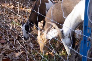 A herd of goats is working to clear a hard-to-trim hillside along the Sunken Road border of UMW's Fredericksburg Campus. Photo by Lee Adams '27.
