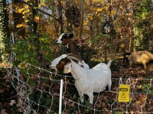 The goats' grazing area is surrounded by solar-powered electrical netting and regularly checked by owners from The Good Steward Farm.