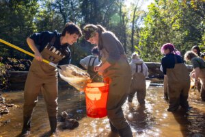 Students wear waders and use a net to collect samples in an orange bucket while standing in shallow water