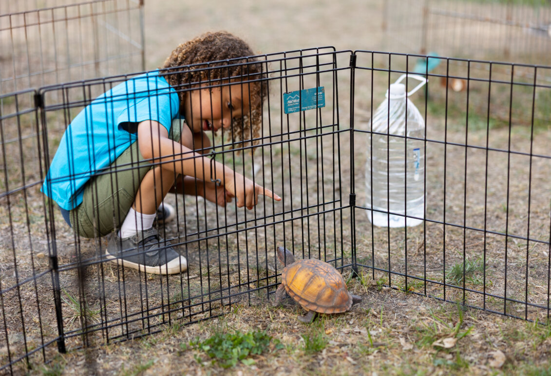 a little boy reaches to touch a turtle