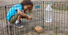 a little boy reaches to touch a turtle