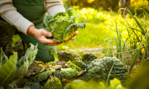 Senior gardener gardening in his permaculture garden holding a splendid Savoy Cabbage head
