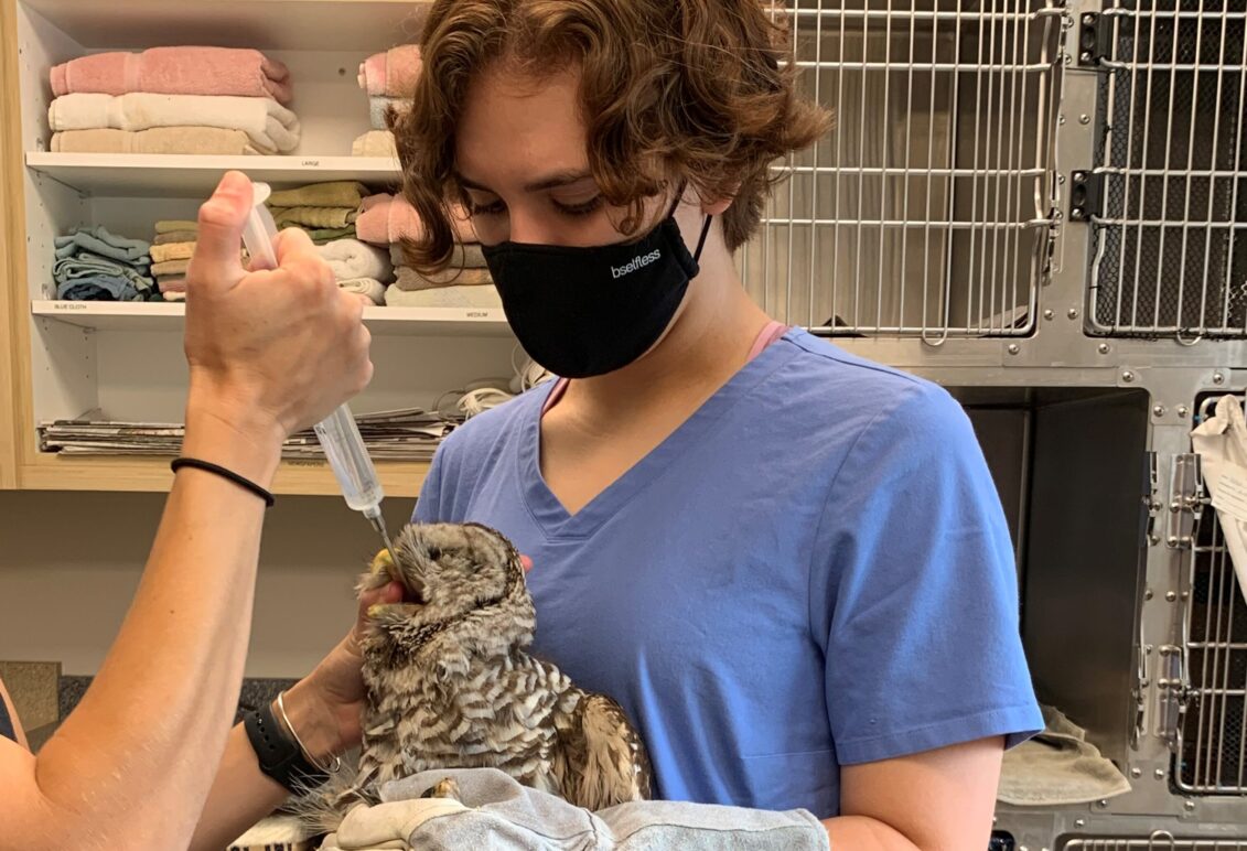 Student wearing gloves holding an owl as it is being fed through a syringe from another person.