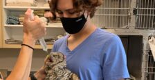 Student wearing gloves holding an owl as it is being fed through a syringe from another person.